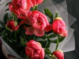 Монобукет из 7 пионов Корал Шарм