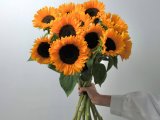 Моно из 11 подсолнухов
